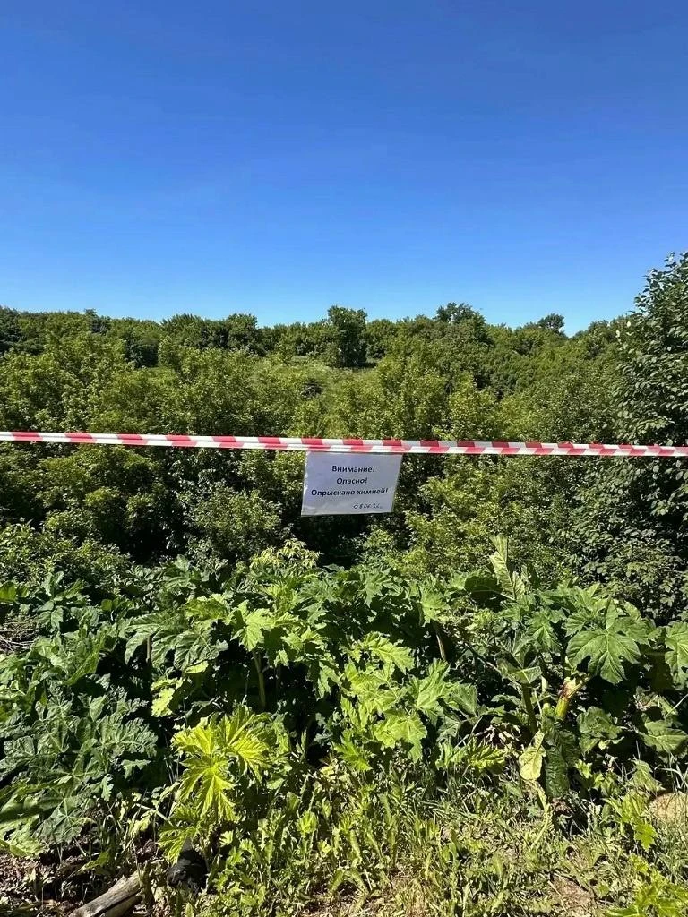 В Курске начались масштабные мероприятия по уничтожению борщевика Сосновского.