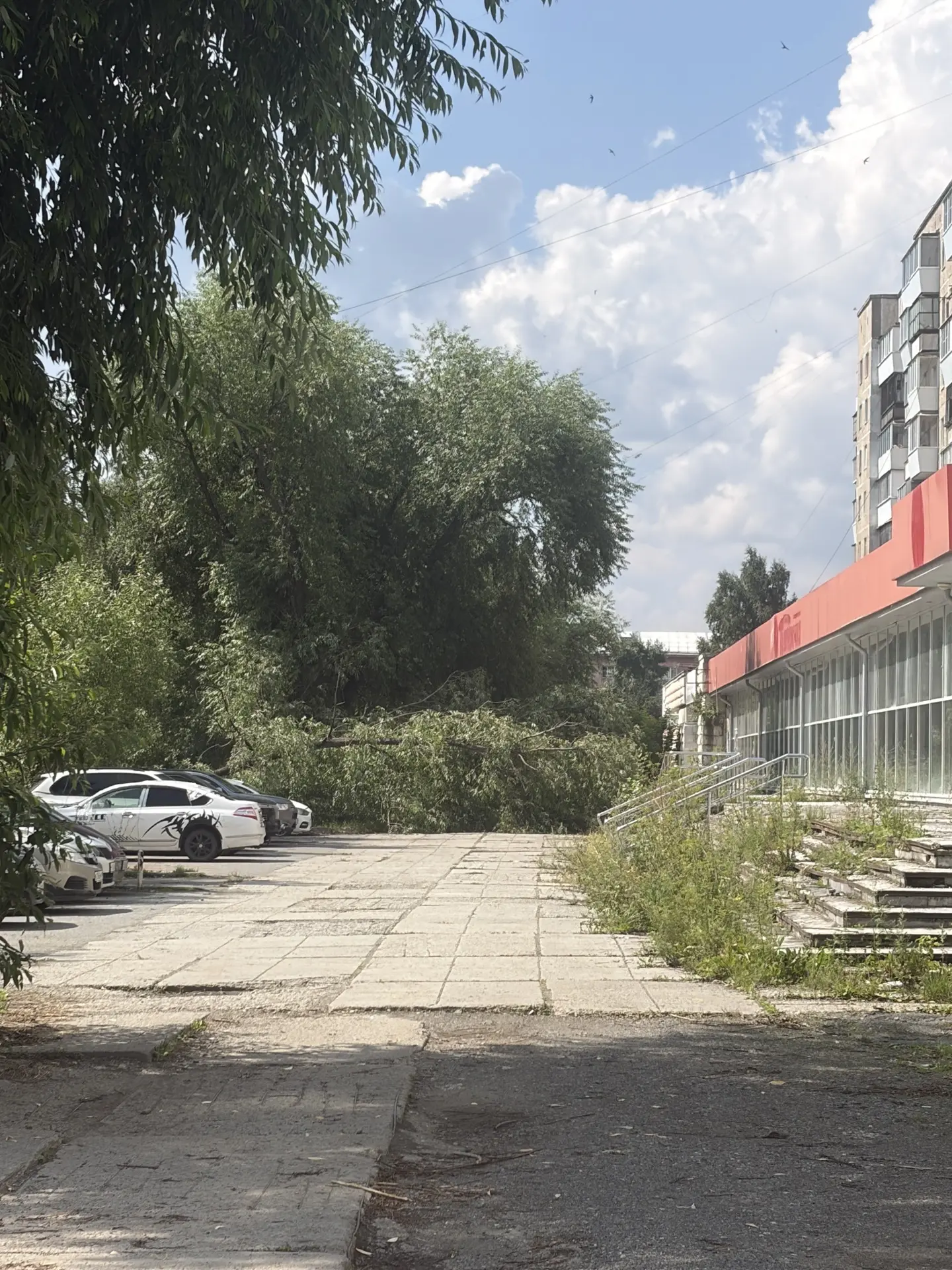 Дерево на Вершинина лежит уже несколько дней, ни пройти ни проехать!