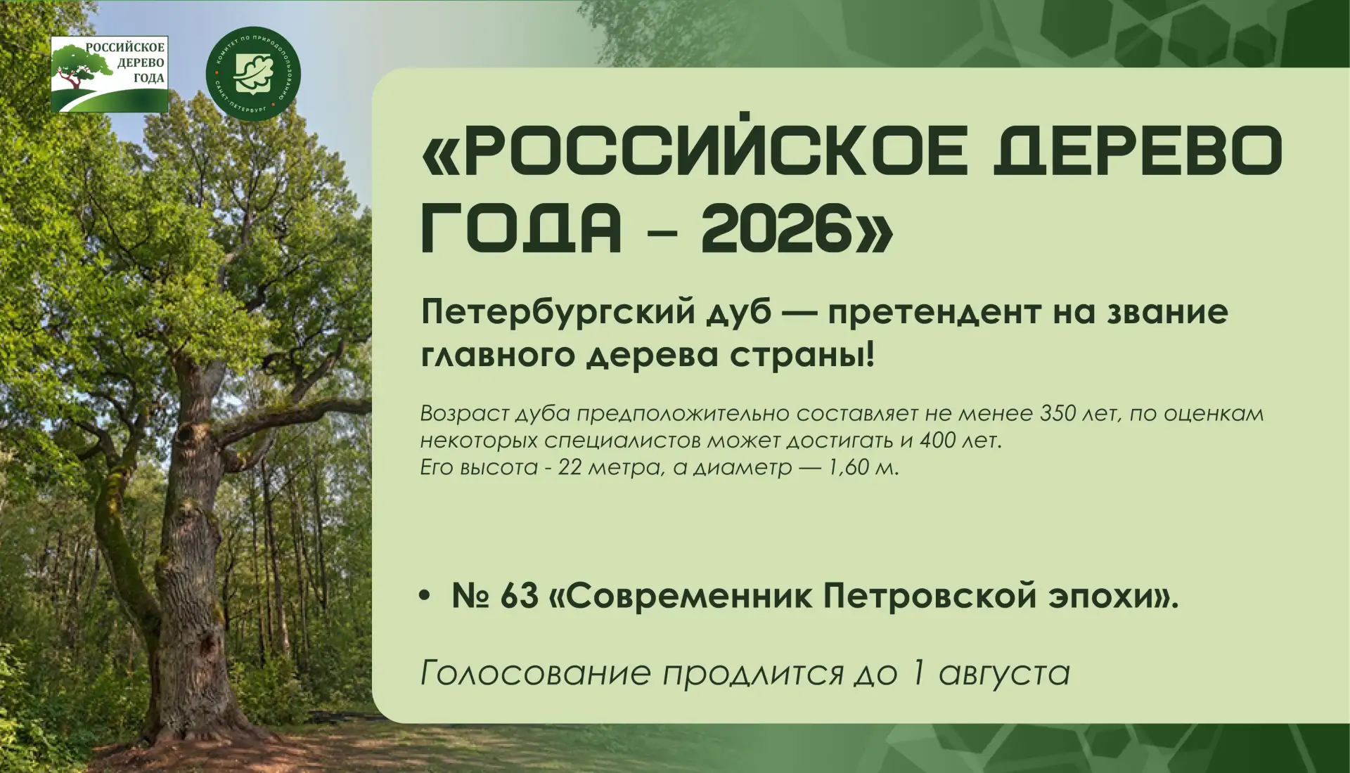 🌳 Петербургский дуб — претендент на звание главного дерева страны!

В 2026 году Санкт-Петербург пре