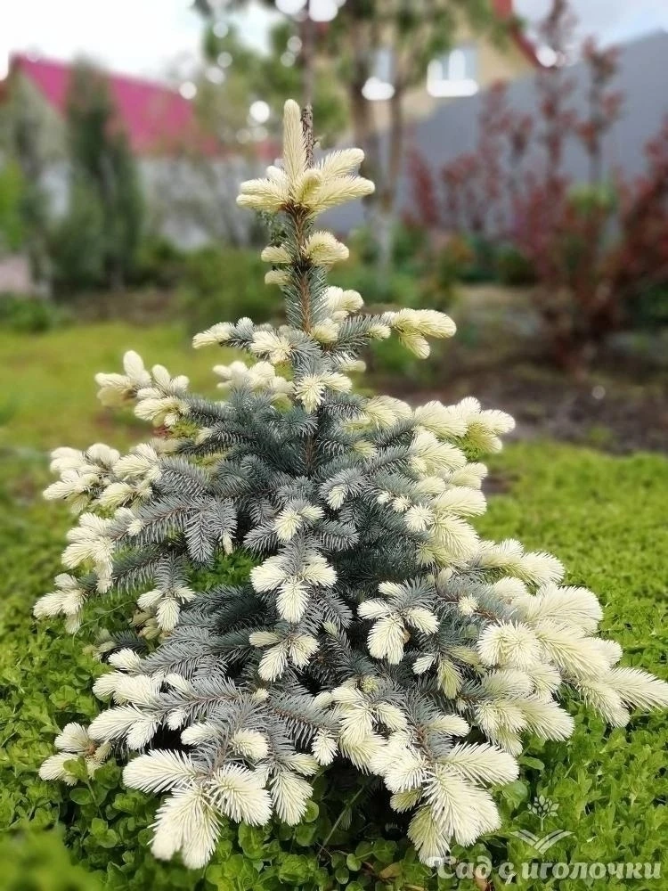 😍💛Ель колючая «Белобок» — волшебное деревце, в котором будто застыла сказка.
