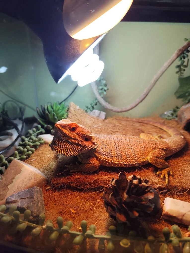 Григорий наконец-то вернулся домой. И вид у него очень серьезный 🤬😄🦎