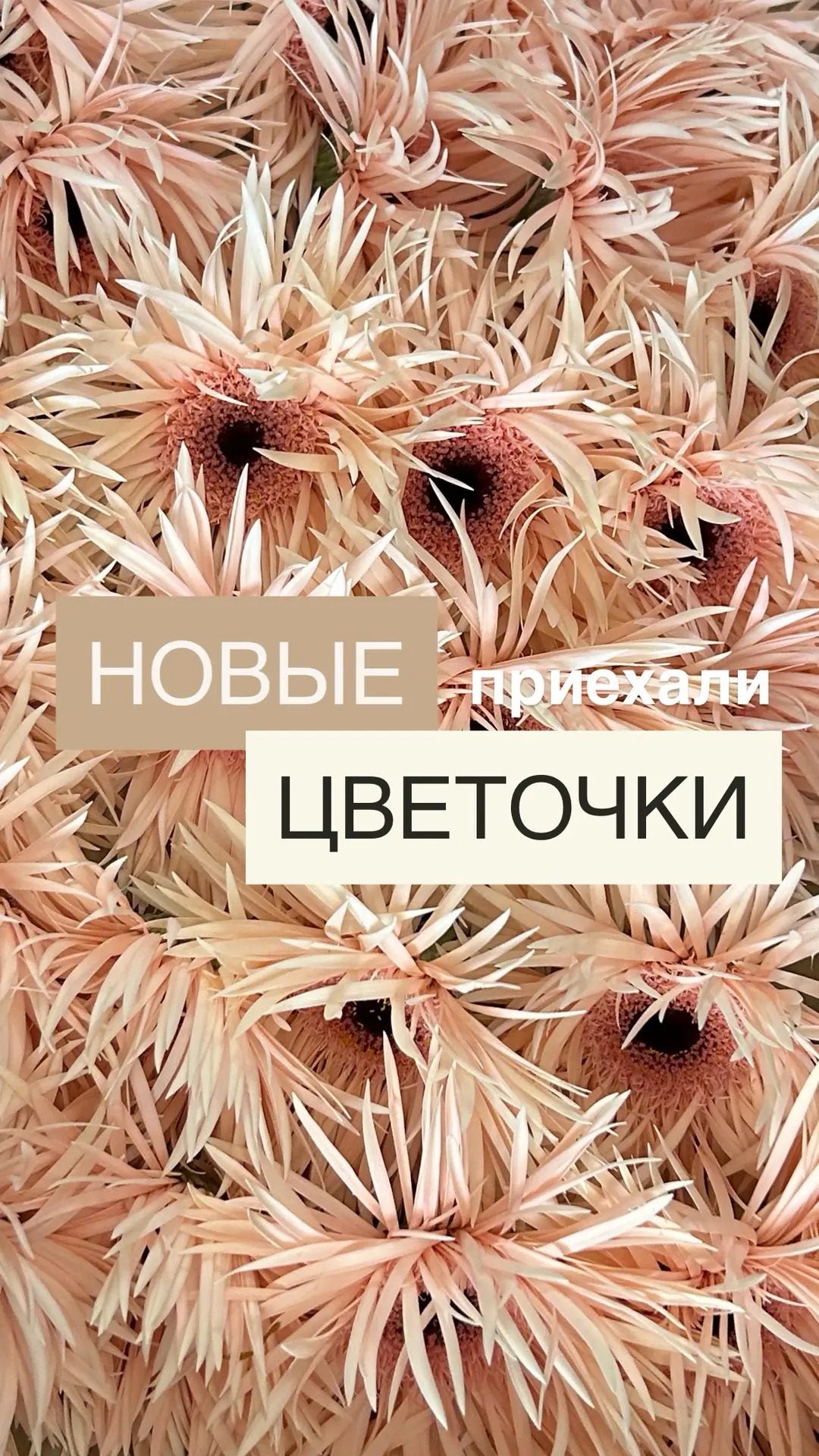 НОВАЯ ПОСТАВКА в «Счастливой» цветочной лавке 🥰🌸