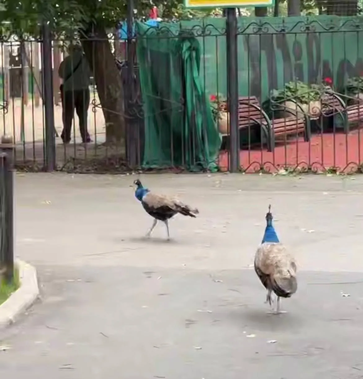 🦚 В Лефортово во дворе заметили павлинов