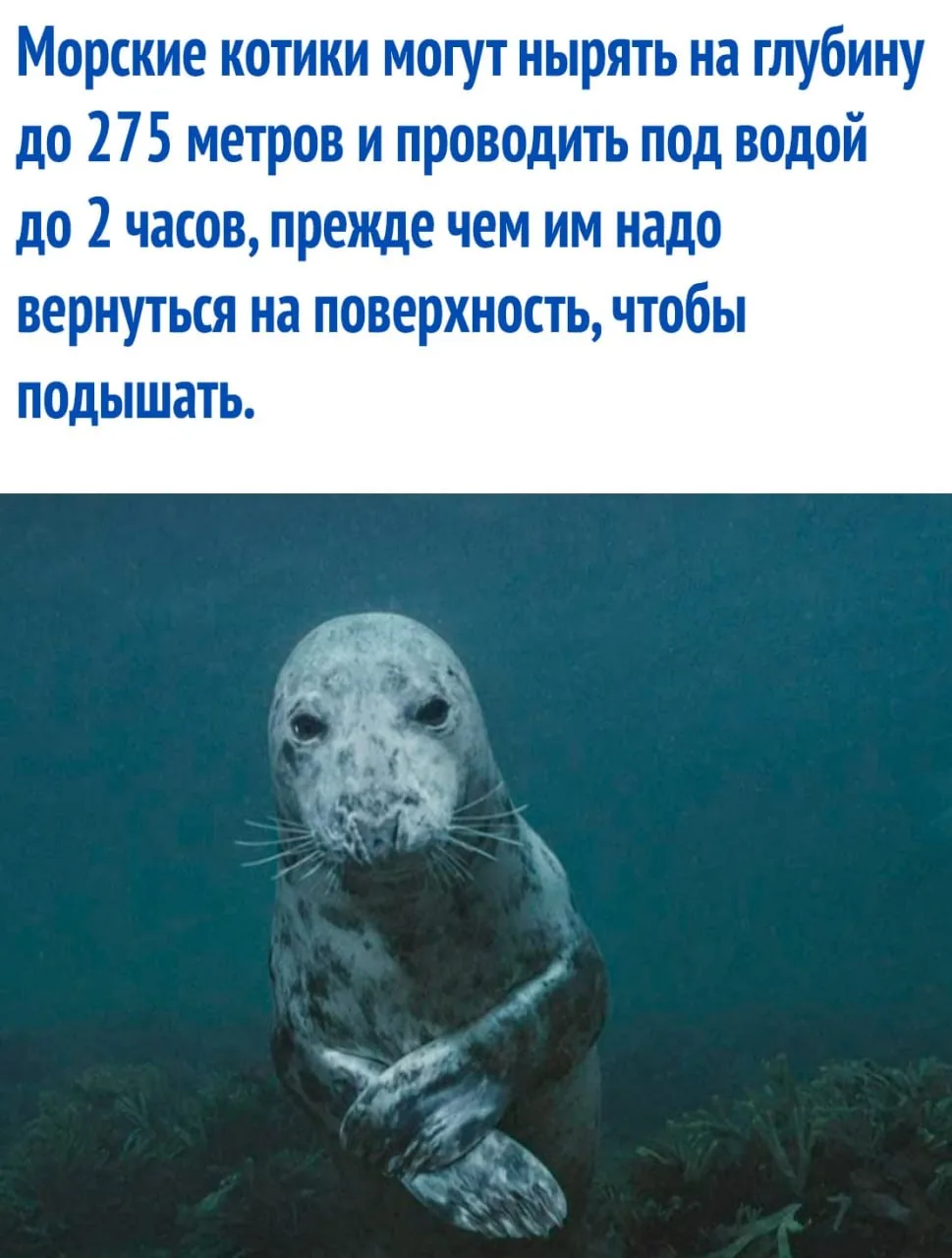 интересные факты / тайны / загадки / наука