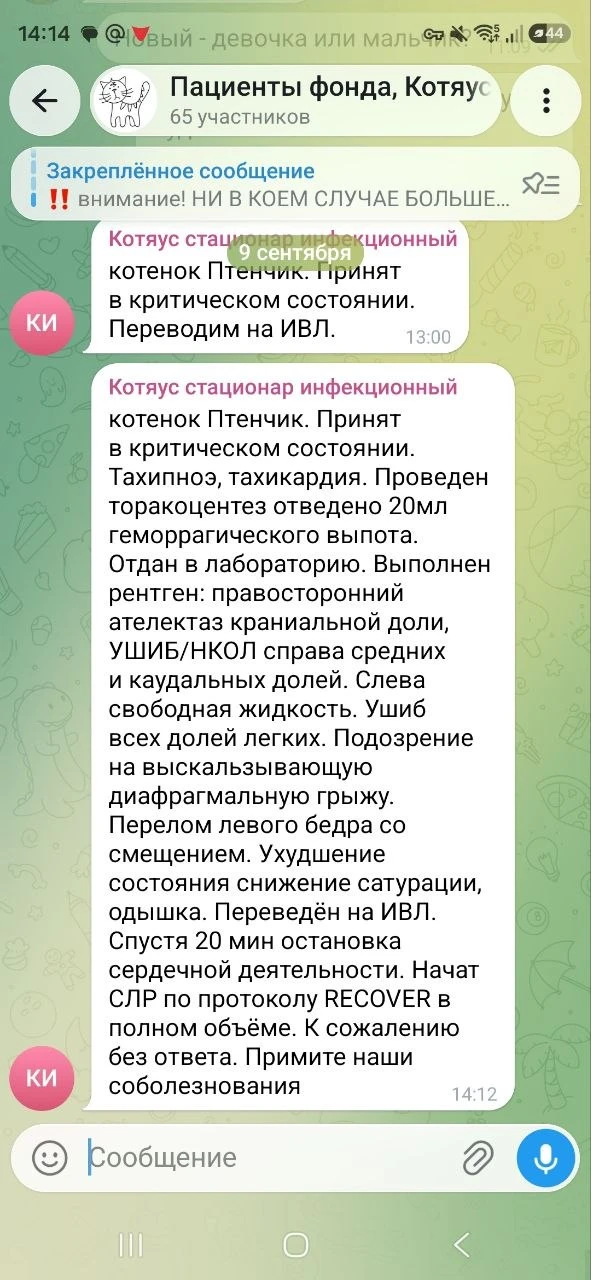 Утреннее видео вчерашнего ночного котёночка. Прямо сейчас у него была реанимация, ему с...
