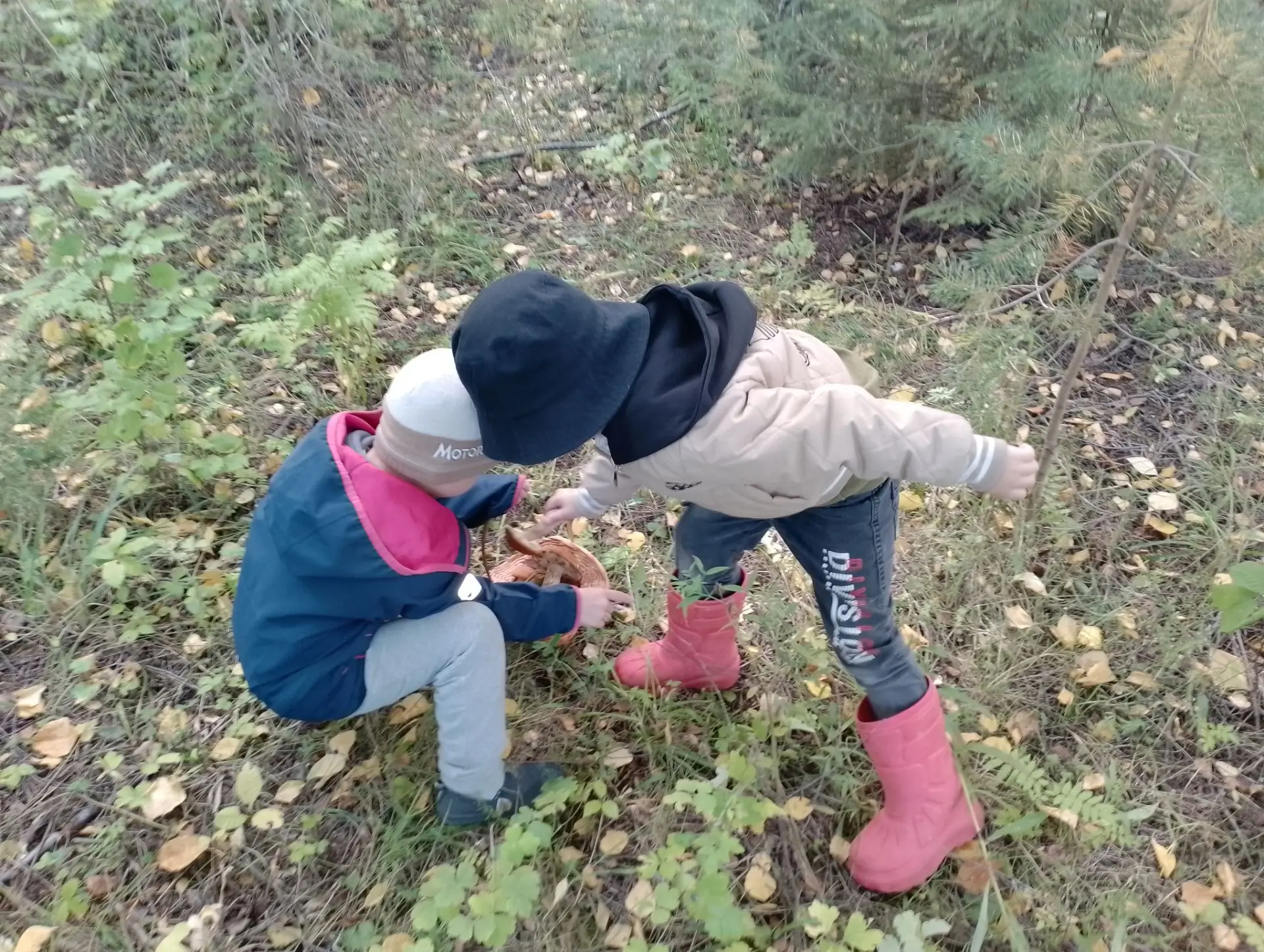 🍄 Сегодня у нас грибная прогулка. Дети узнали много интересного о грибах.