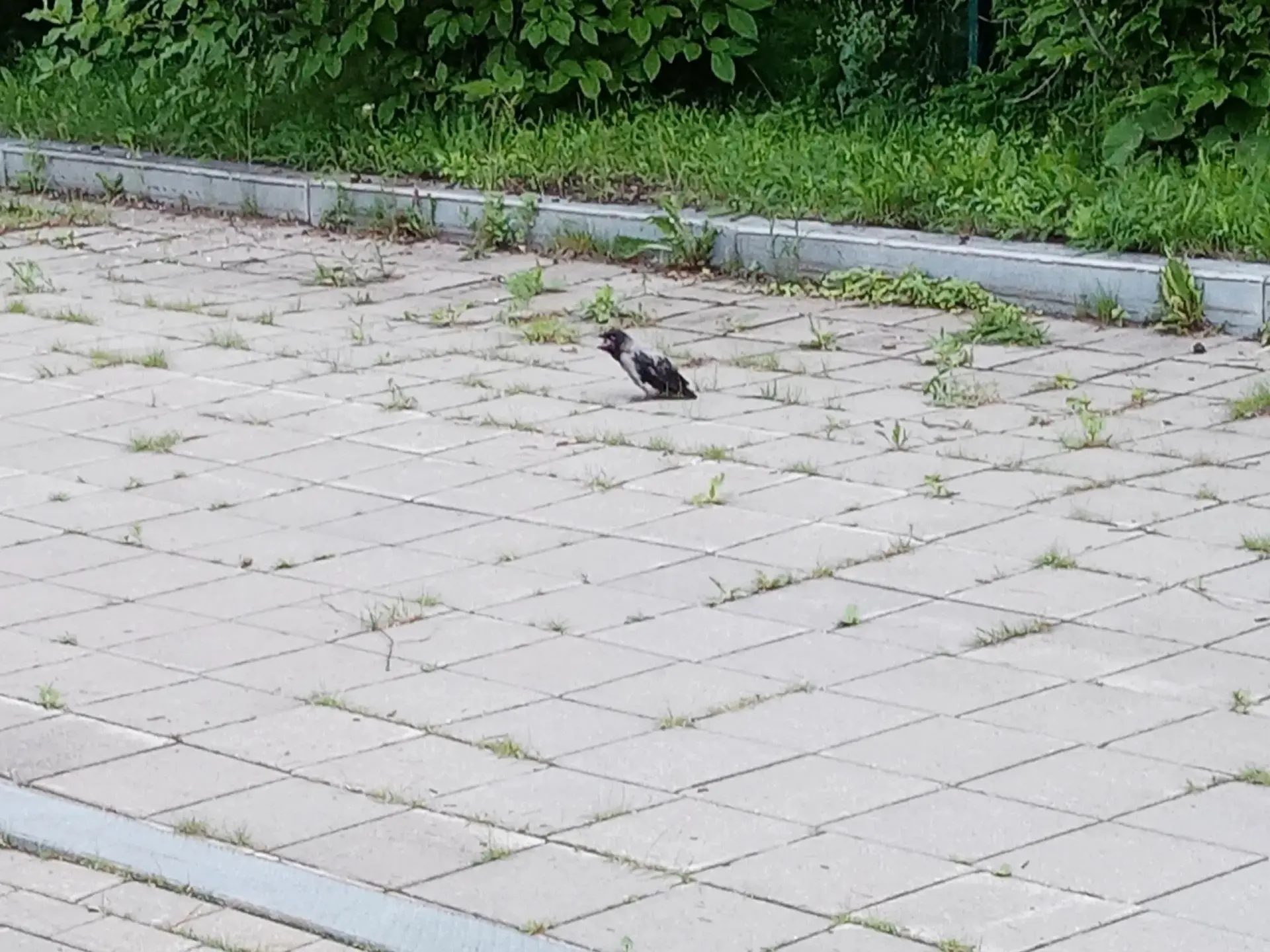 🐦‍⬛ Прогулка в младшей группе №3 – наблюдение за воронёнком 🌿👀

Сегодня на прогулке мы увидели не