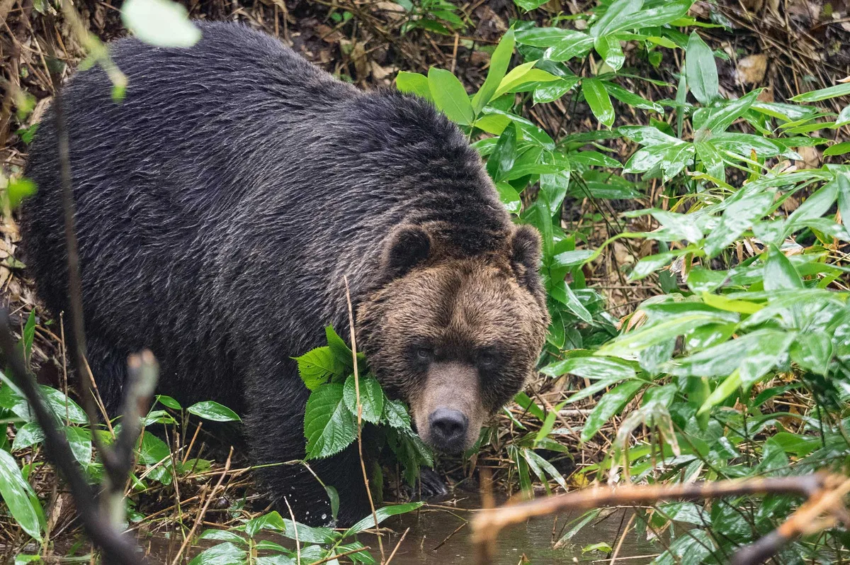 🐻 10 июня на территории Хабаровского края завершается весенняя охота на бурого медведя.

Напоминаем