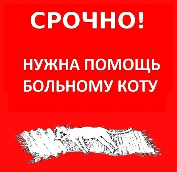СРОЧНО!!!
Стандартный городок между 31 и 35 домом , вчера находился вот такой кот.
Кот ОЧЕНЬ нуждает