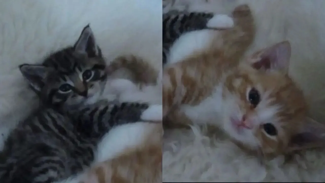 ❤️ - поставим