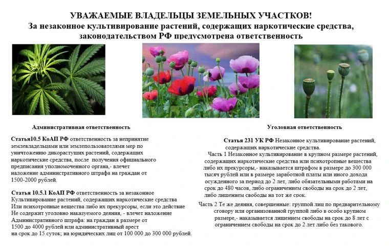 Под культивированием закон понимает не просто посадку, а целую деятельность: создание специальных ус