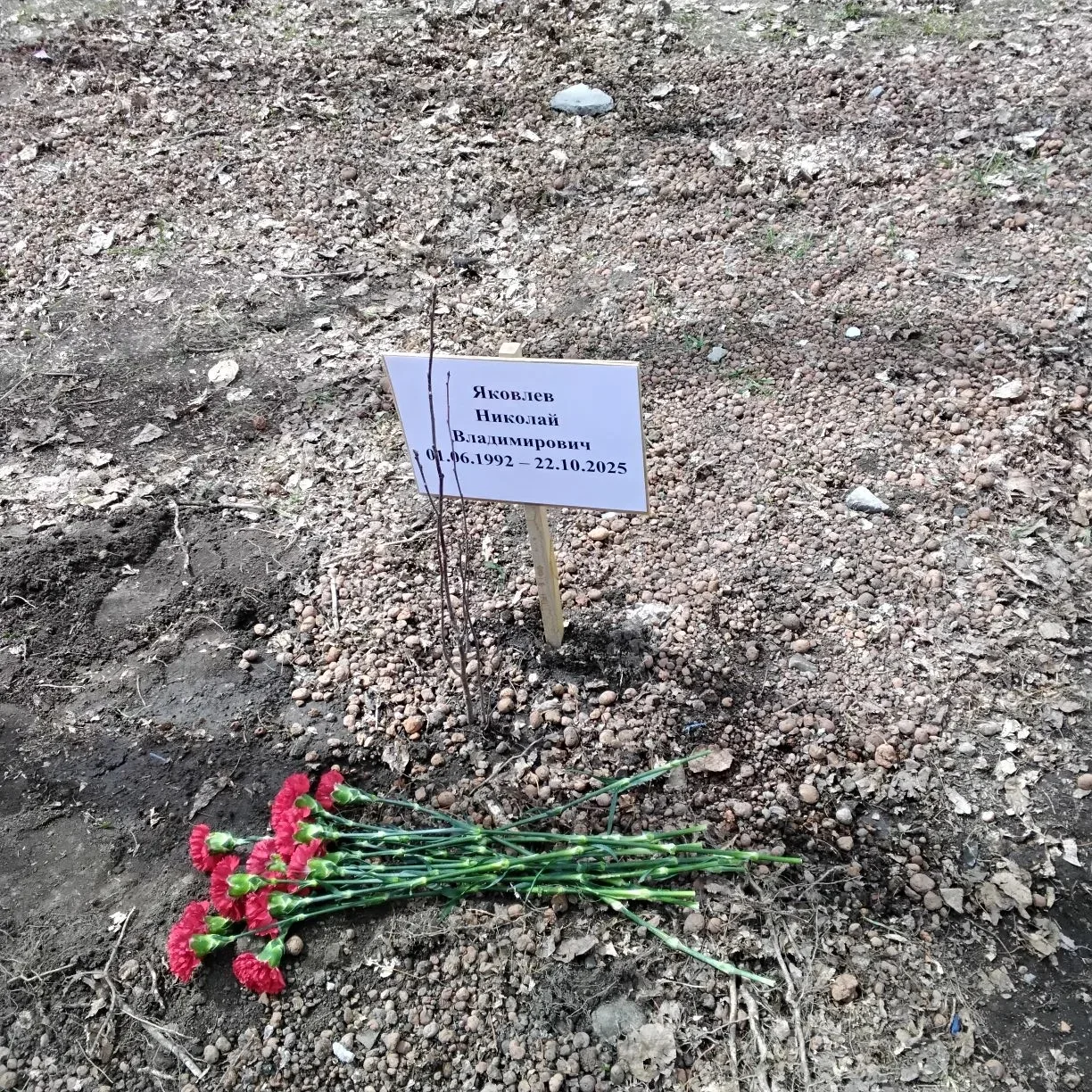 🇷🇺Сегодня на Аллее Славы пришкольного двора кадеты 8 К класса посадили рябину. Это событие посвящено