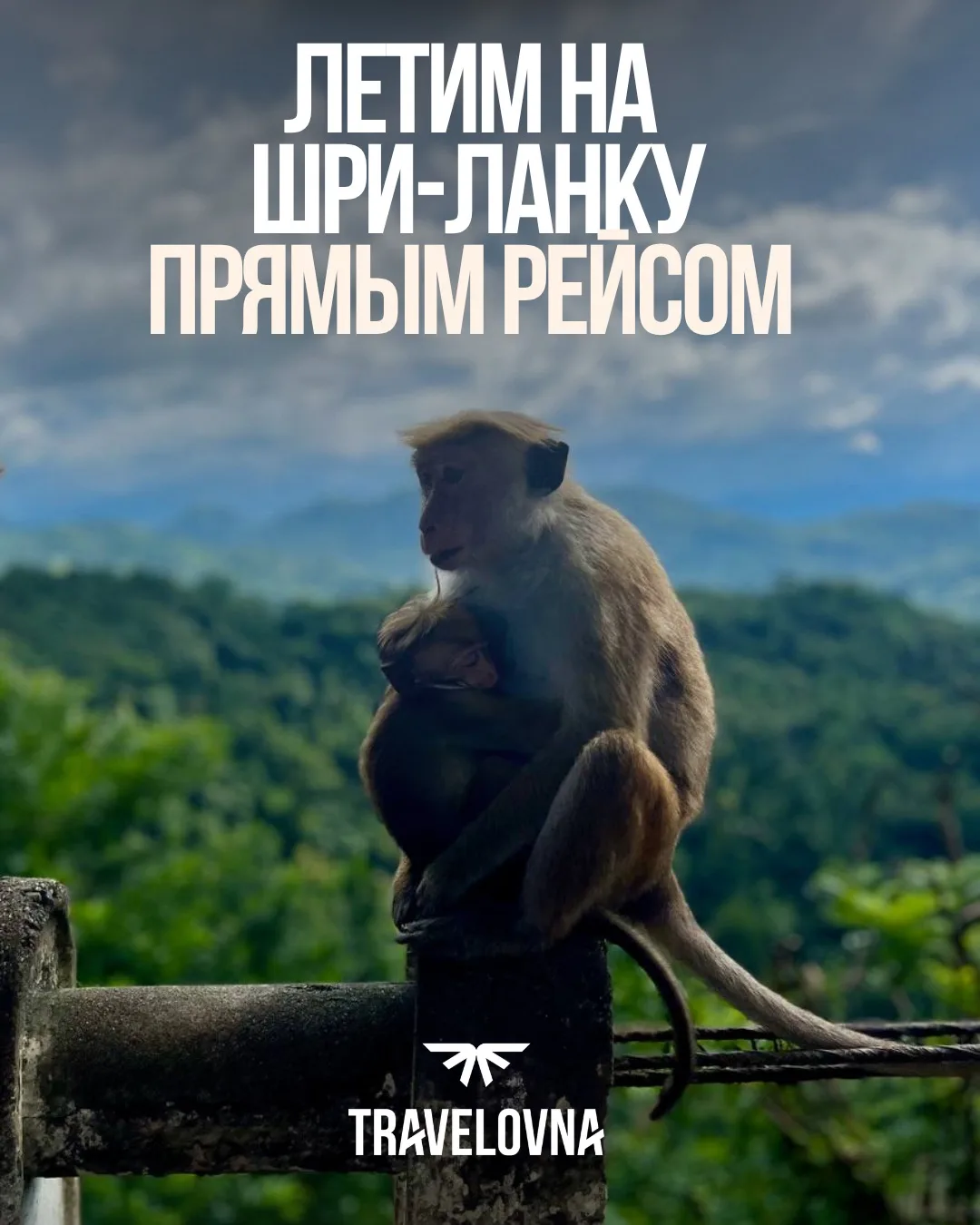 Шри-Ланка - отель, куда приплывают огромные морские черепахи🐢