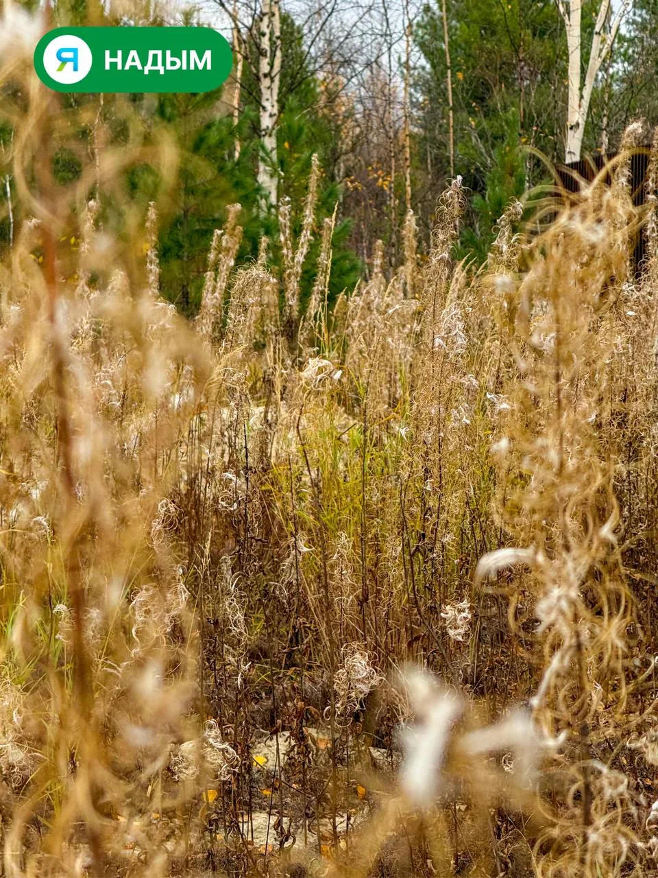 🍂 У природы свои украшения. Вот такие причудливые завитки получаются без всяких стараний