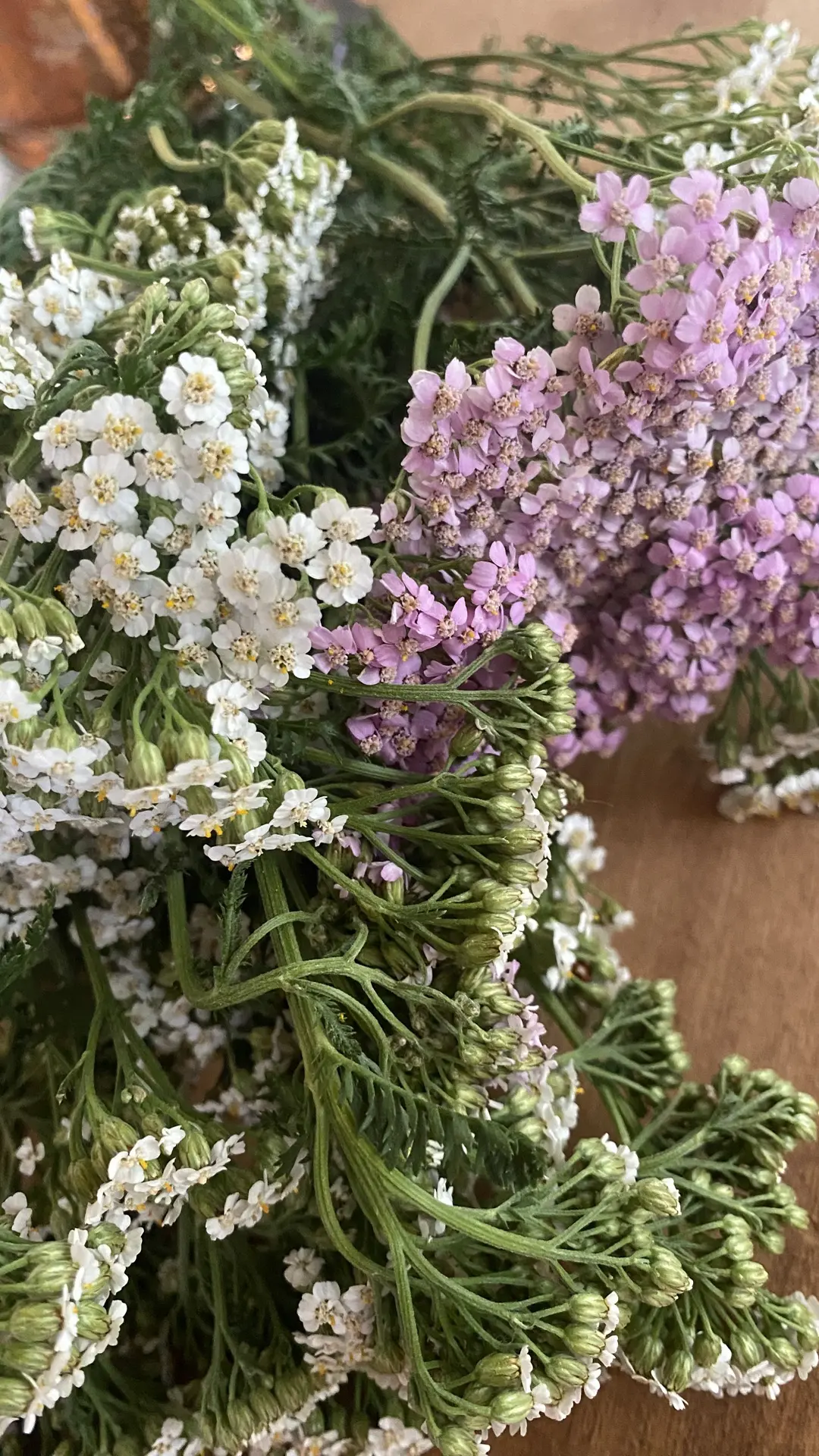 Друзья🌿