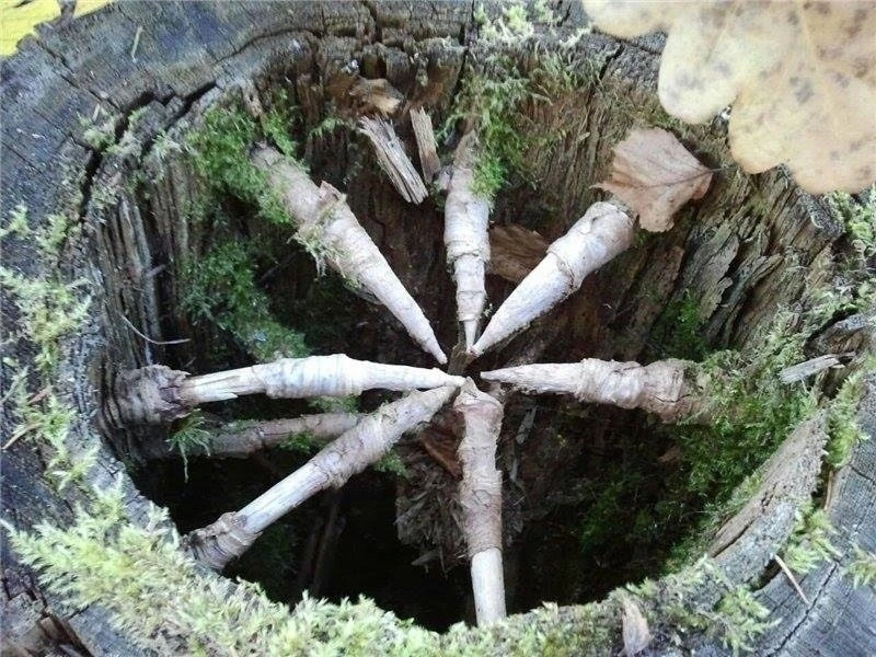 На фотографии еловый пень, сердцевина которого превратилась в труху. А острые «когти» — это еловые в