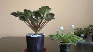 Из «лысой пальмы» — в пышный букет: омолаживаем фиалку 🌸✨