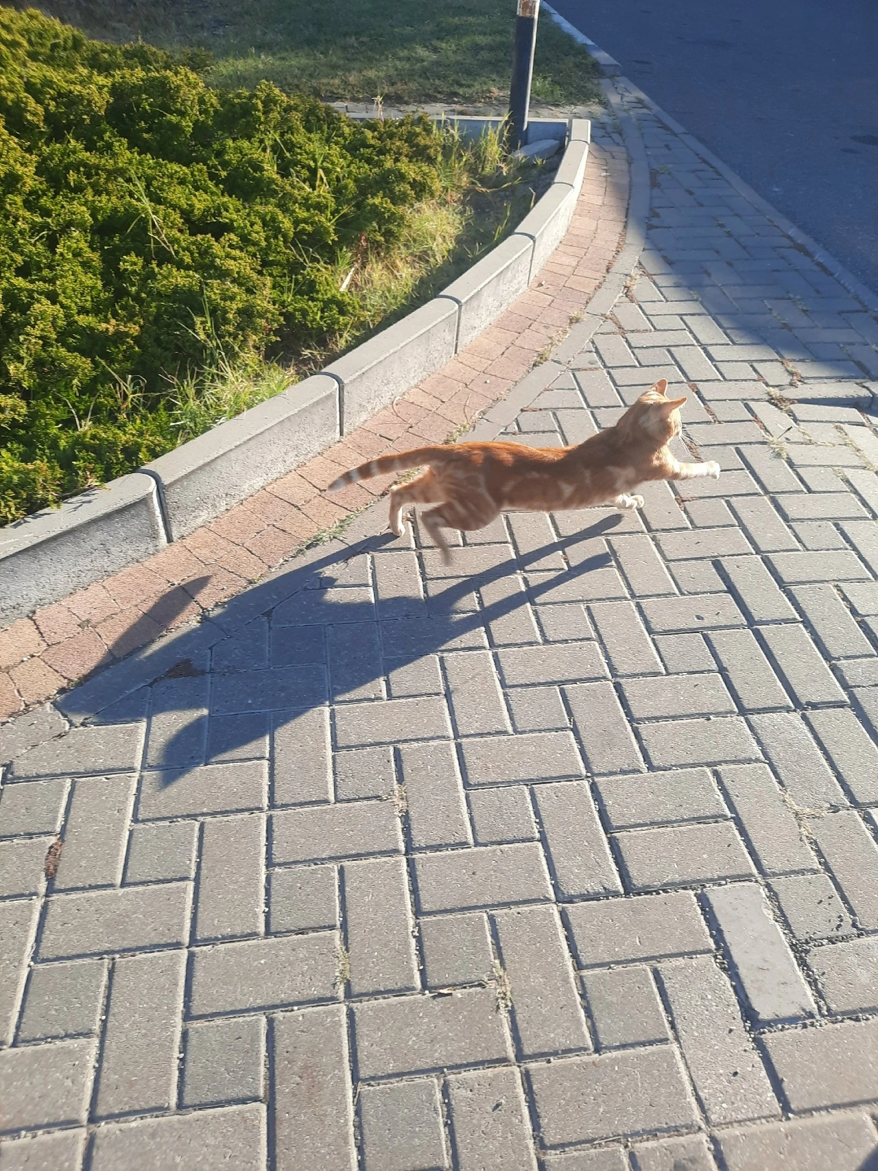 Бегом к морю в Анапе🐈