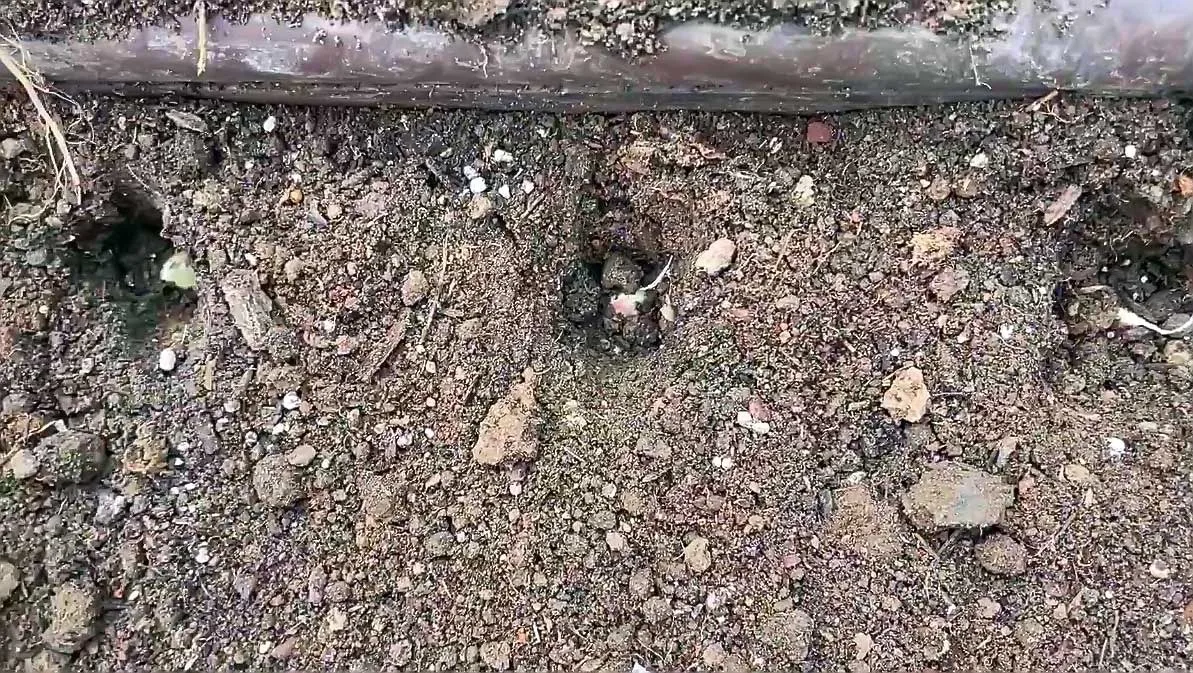 Посадка озимого чеснока