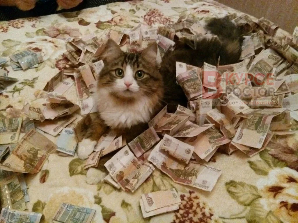 Чем больше кошек в стране, тем счастливее её жители, выяснили учёные
