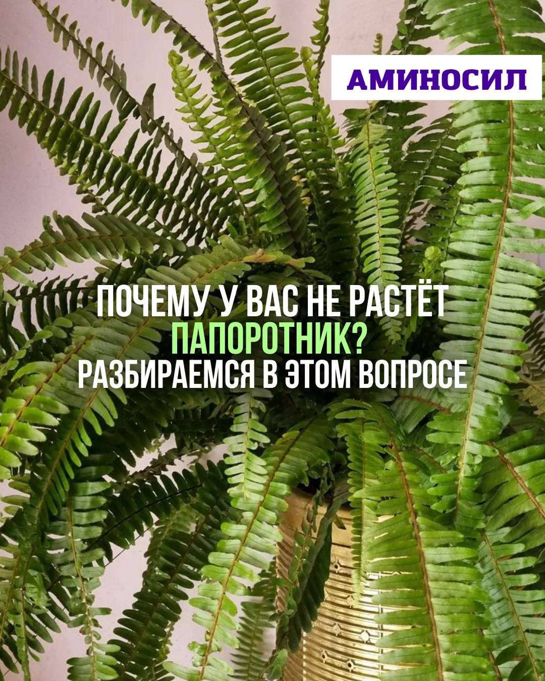 🌿 Почему у вас не растёт папоротник? Разбираемся в этом вопросе ⬆️!   ✅Витамины АМИНОСИЛ для декорат