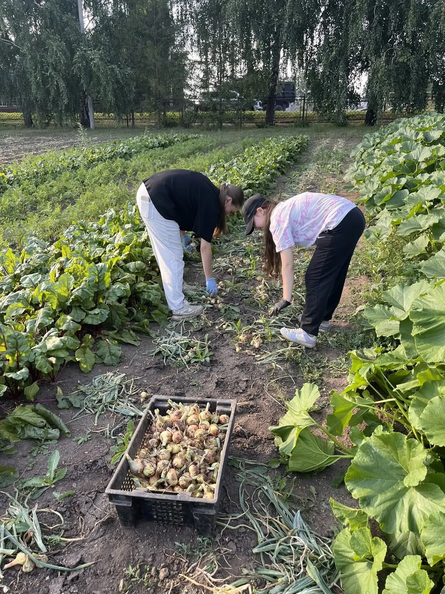 На пришкольном участке кипит работа: продолжается трудовая практика. Обучающиеся под ру...