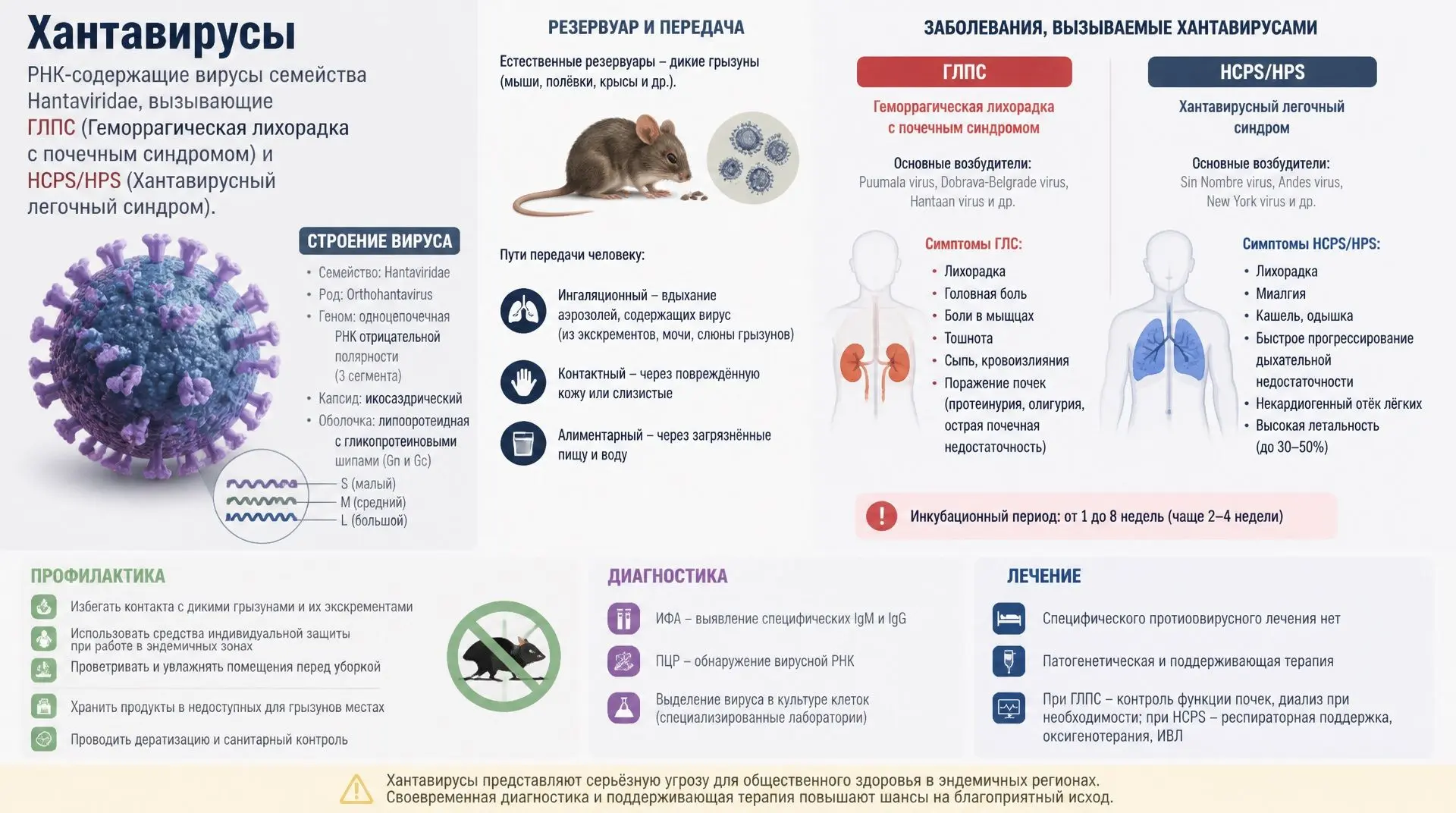 Хантавирусы — группа РНК-содержащих вирусов из семейства Hantaviridae, порядка Bunyavir...