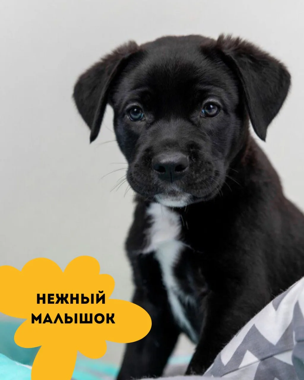 Пять братьев ищут дом 🐶