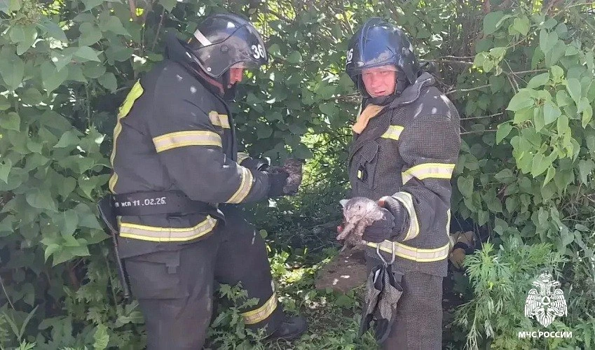 🐱 В Строителе пожарные спасли упавших в люк котят

Малыши были заблокированы под землей на улице Це