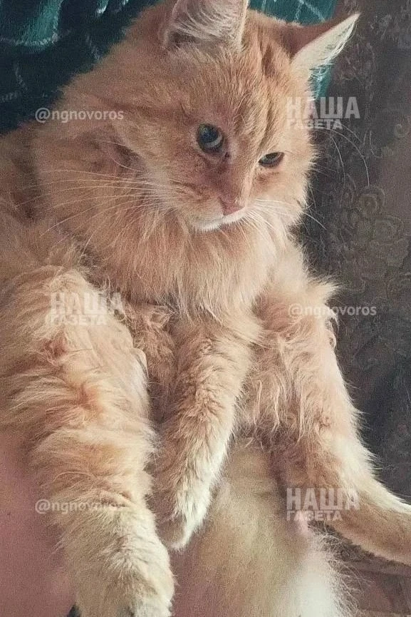 Разбиты головы и сломан позвоночник: жительница Новороссийска подозревает 8-летнего мал...