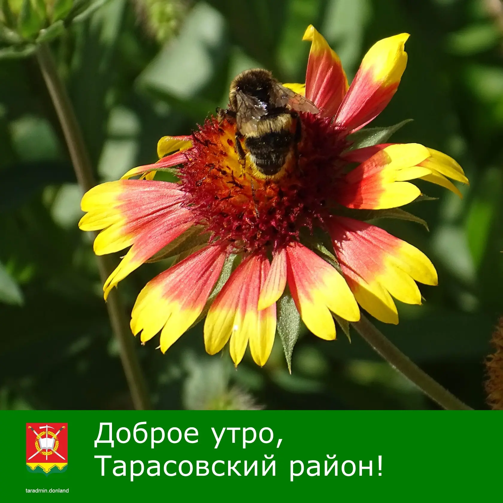 Доброе утро, уважаемые жители Тарасовского района!