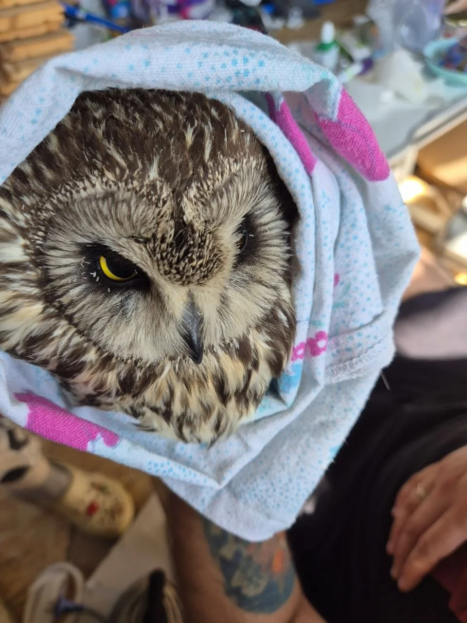 🦉 Коллеги, срочно нужна помощь и совет!

Моя коллега нашла сову со сломанным крылом. Сейчас птица н