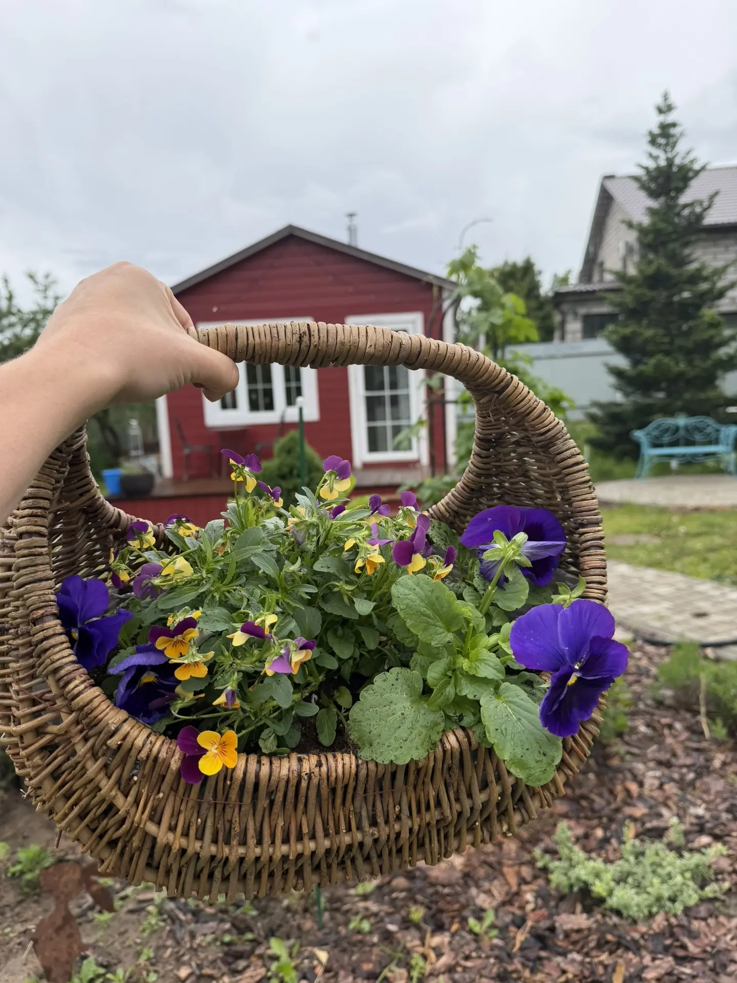 Посадила Виолу в новую корзину 😍