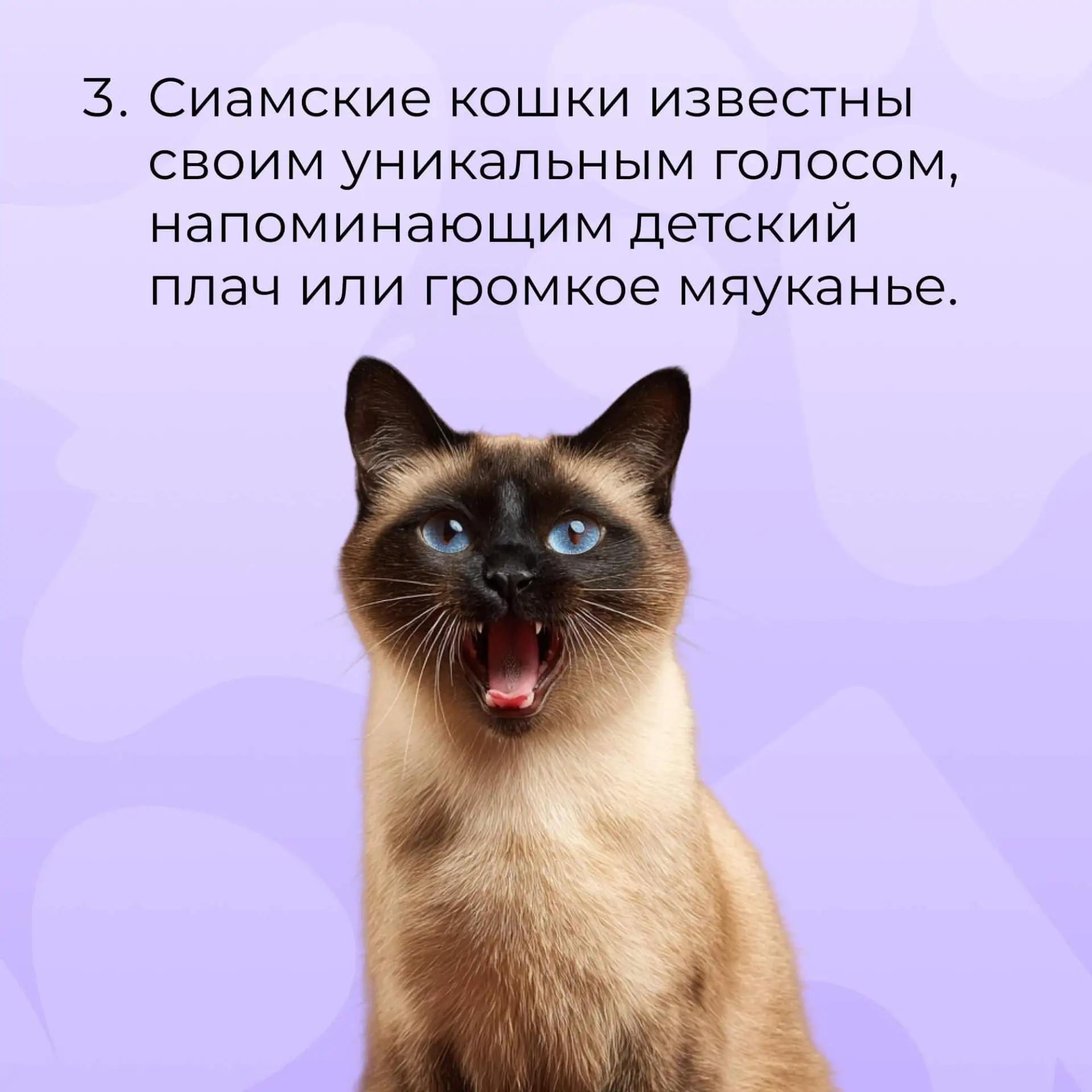 А вы знали эти факты о сиамских котах?🐈
