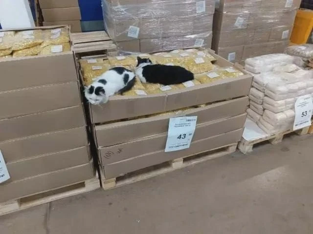 🐱 Коты устроились на пачках макарон в магазине Тутаева