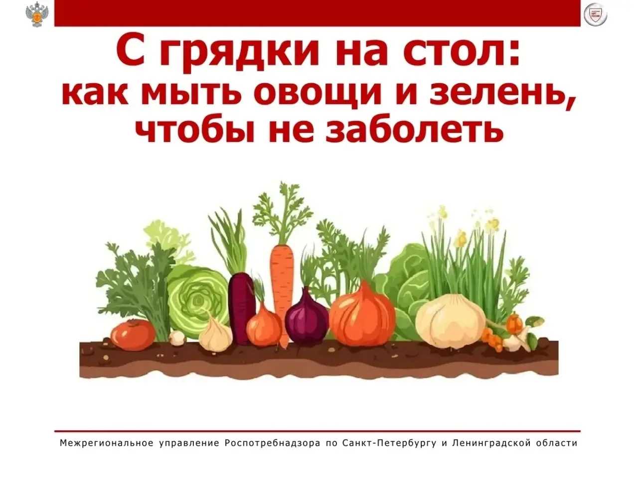 С грядки на стол: как мыть овощи и зелень, чтобы не заболеть? 🍅🥬

🌞 Лето — пора свежих витаминов!