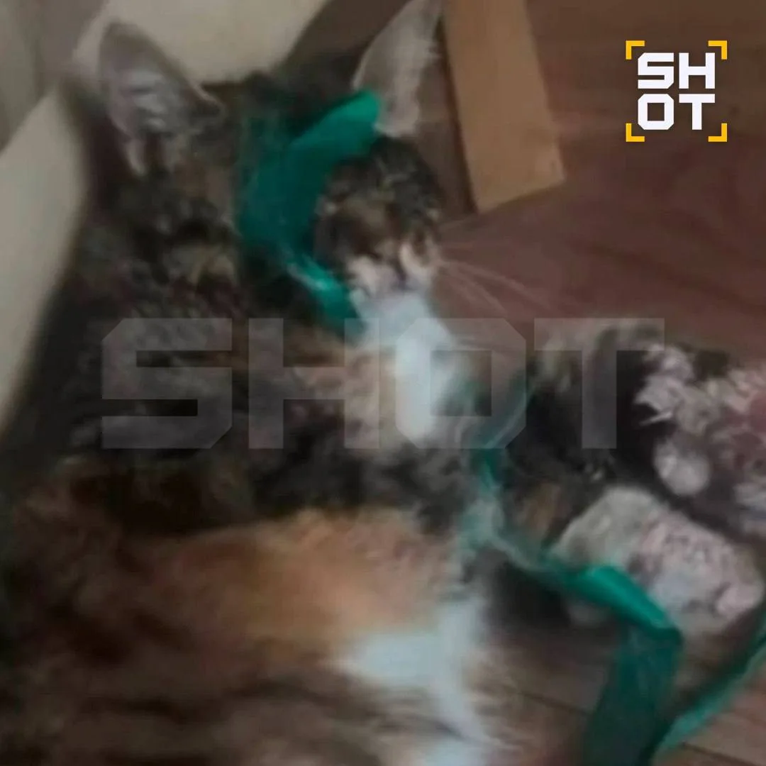 🔴В Подмосковье живодёр избивает связанную кошку, заявляя о мести женщине