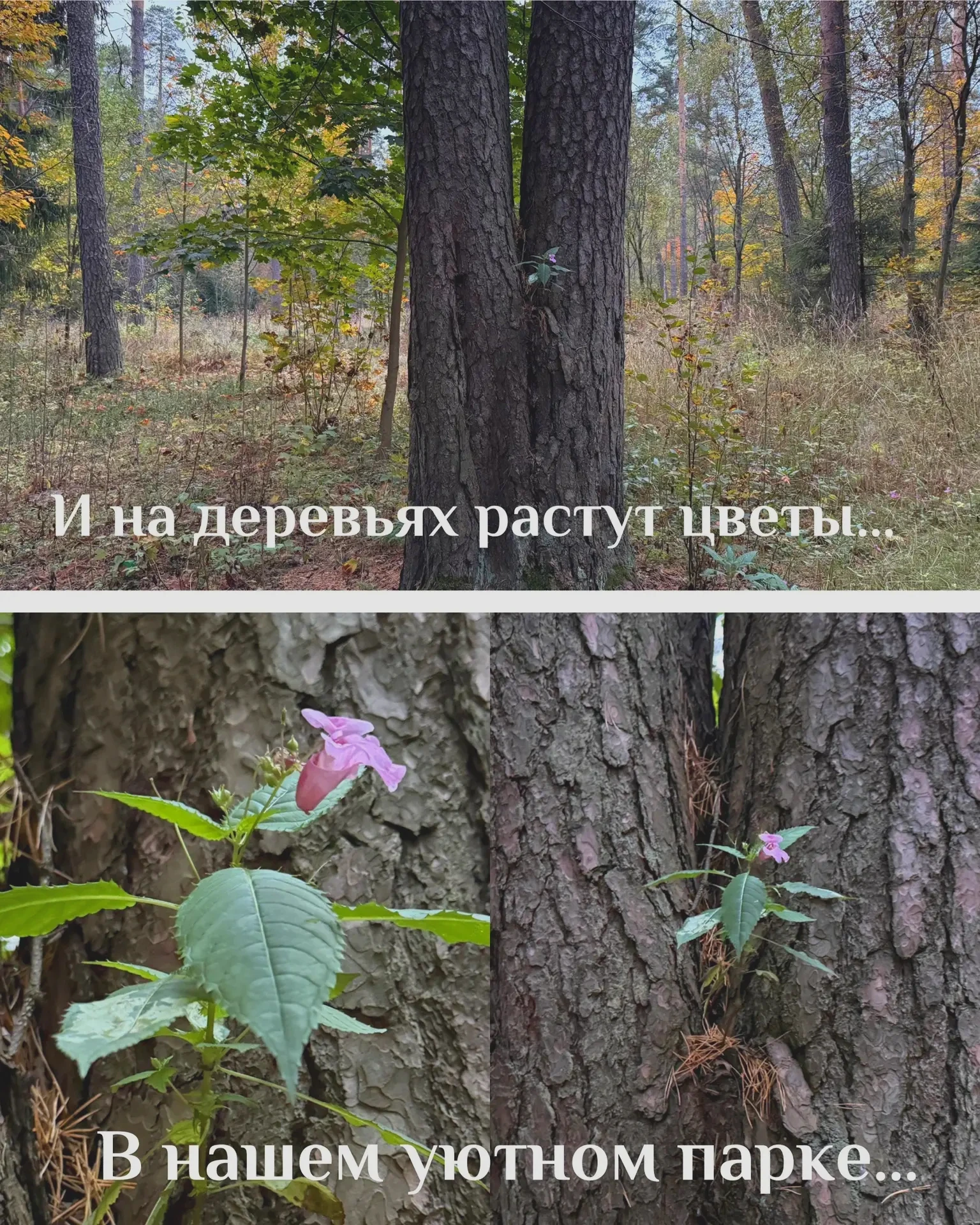 💐 На дереве в Банном лесу выросли цветы