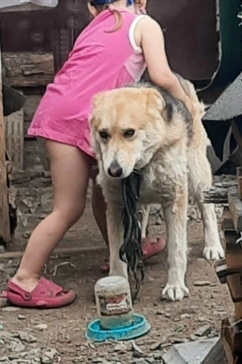 🐕 Испугалась грозы и сорвалась с цепи: в Салде ищут сбежавшую собаку (внимание на ошейник)

• Крик 