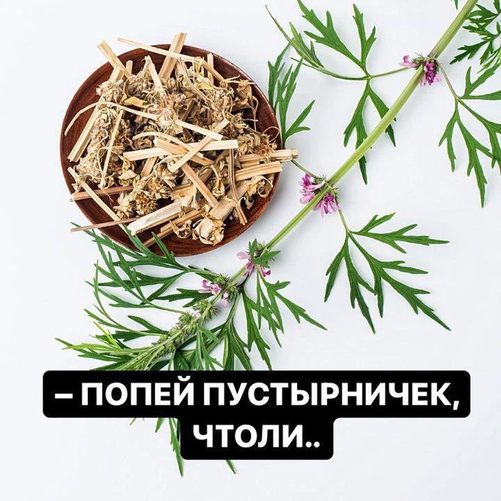 🌱ПРО ПУСТЫРНИК – успокоин и желчегонник💪
Особенно – у кого Дискинезии, Сладж/Песочек в желчном пуз