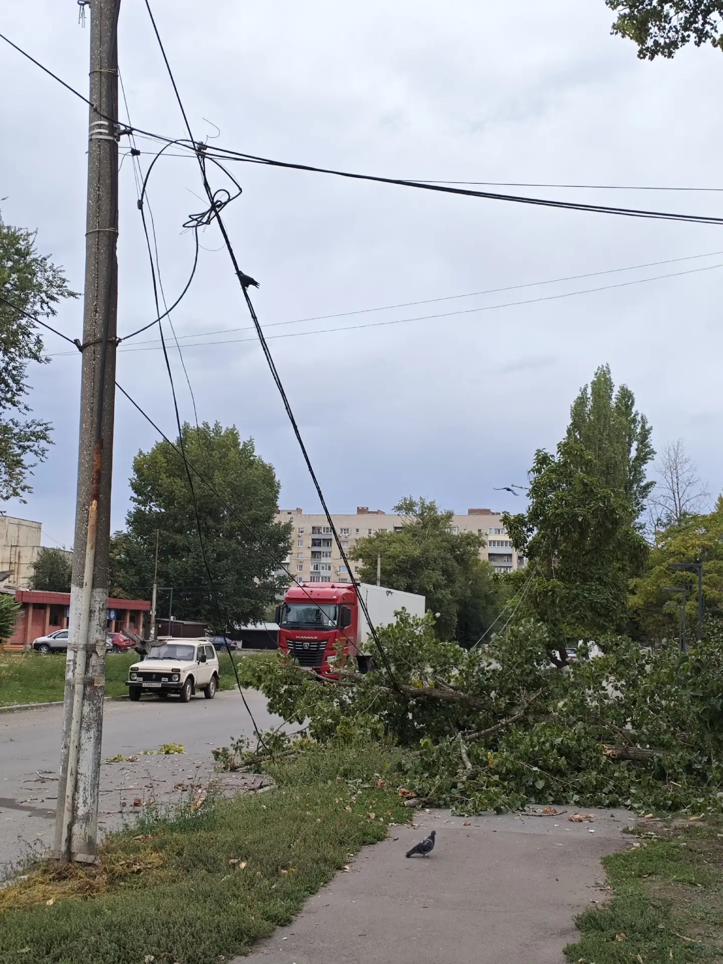 На улице Визирова упала большая ветка дерева. Пострадали только автомобили.