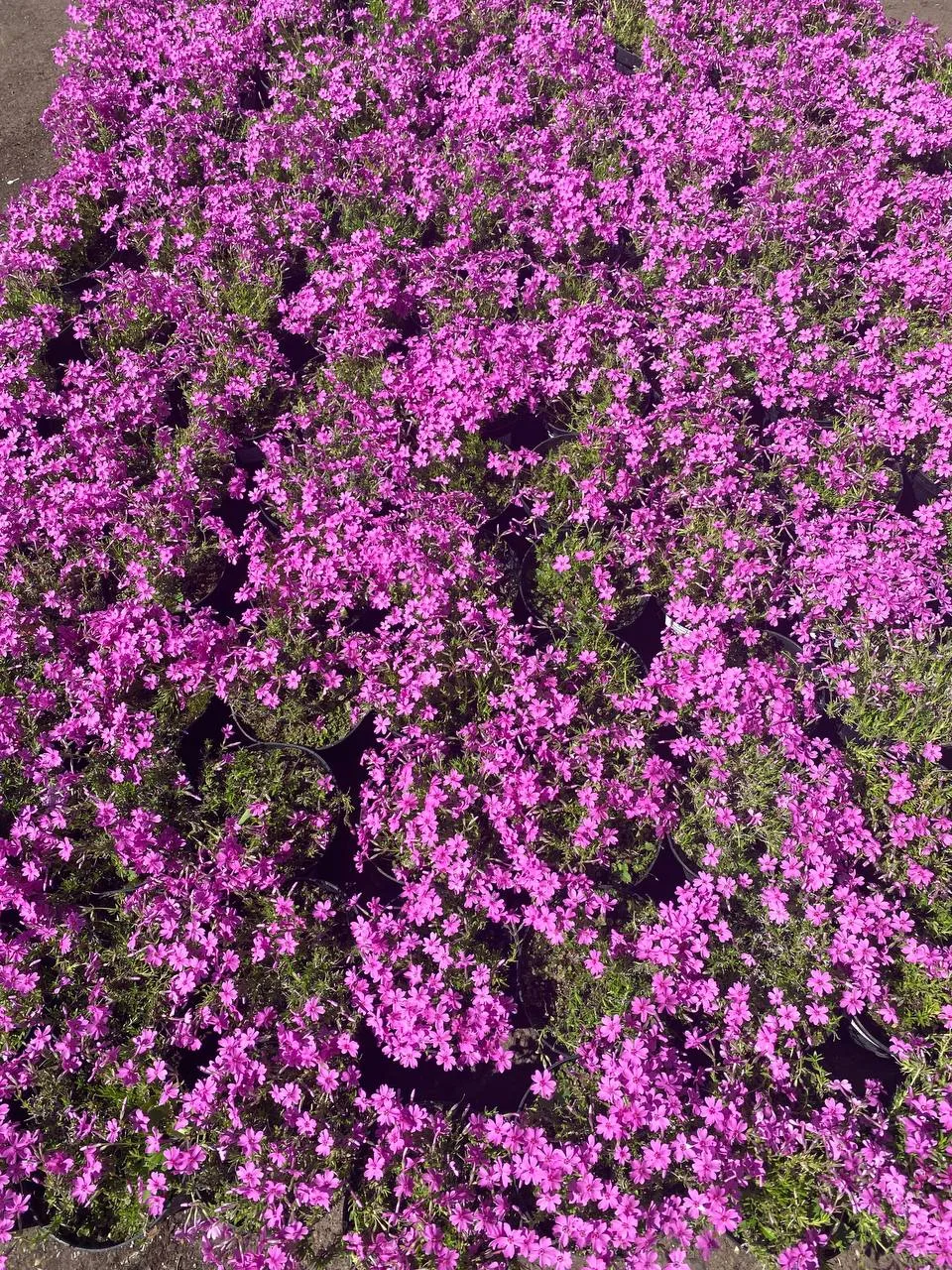 Пополнение ассортимента🌱