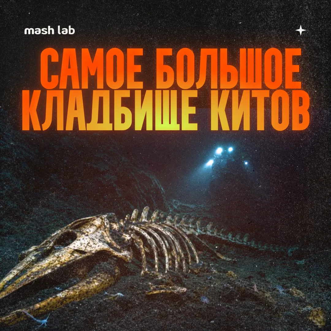 На дне Индийского океана обнаружили настоящий город мертвых — гигантское кладбище китов, растянувшее