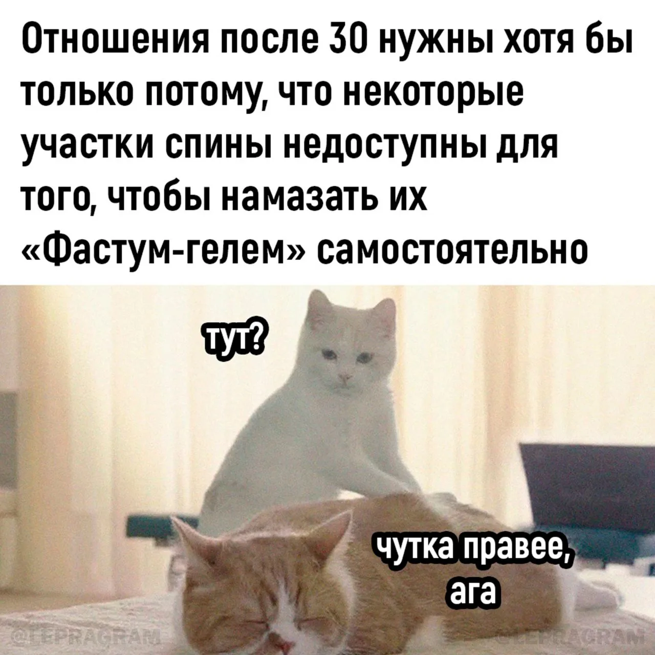 Мягкий кот