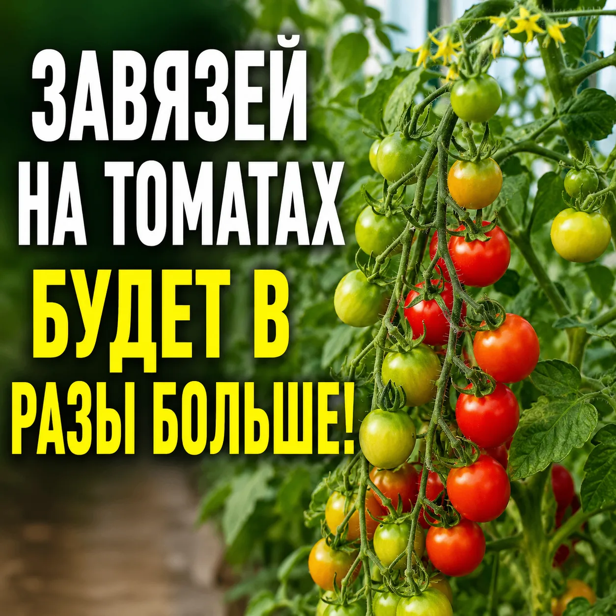 🍅 Завязей на томатах будет гораздо больше!