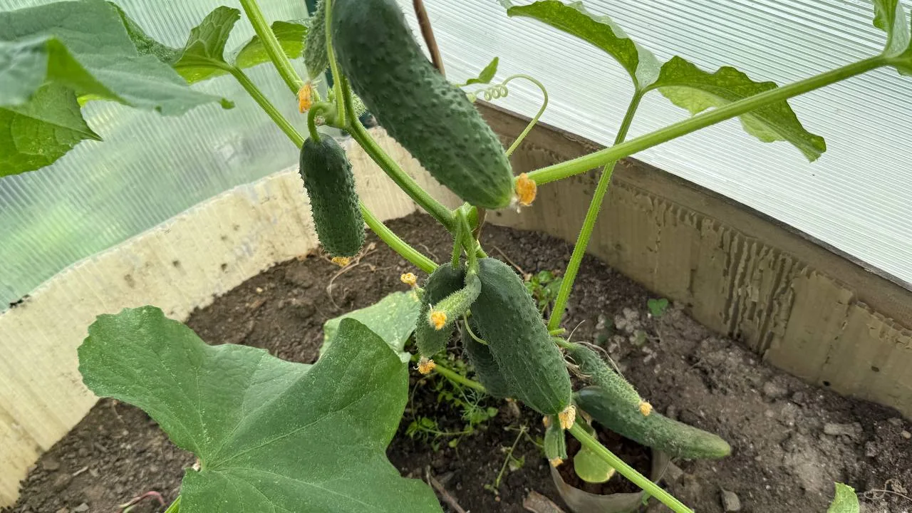 🥒 Схема подкормок огурцов в теплице для хорошего урожая

Чтобы огурцы активно росли, цвели и долго 