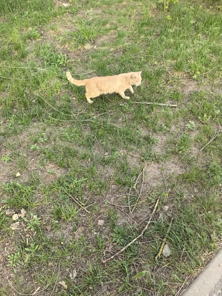 Так жаль котика😢  Гуляла с собакой и увидела бедолагу. Травмированный котик на 3 лапках, на четверто