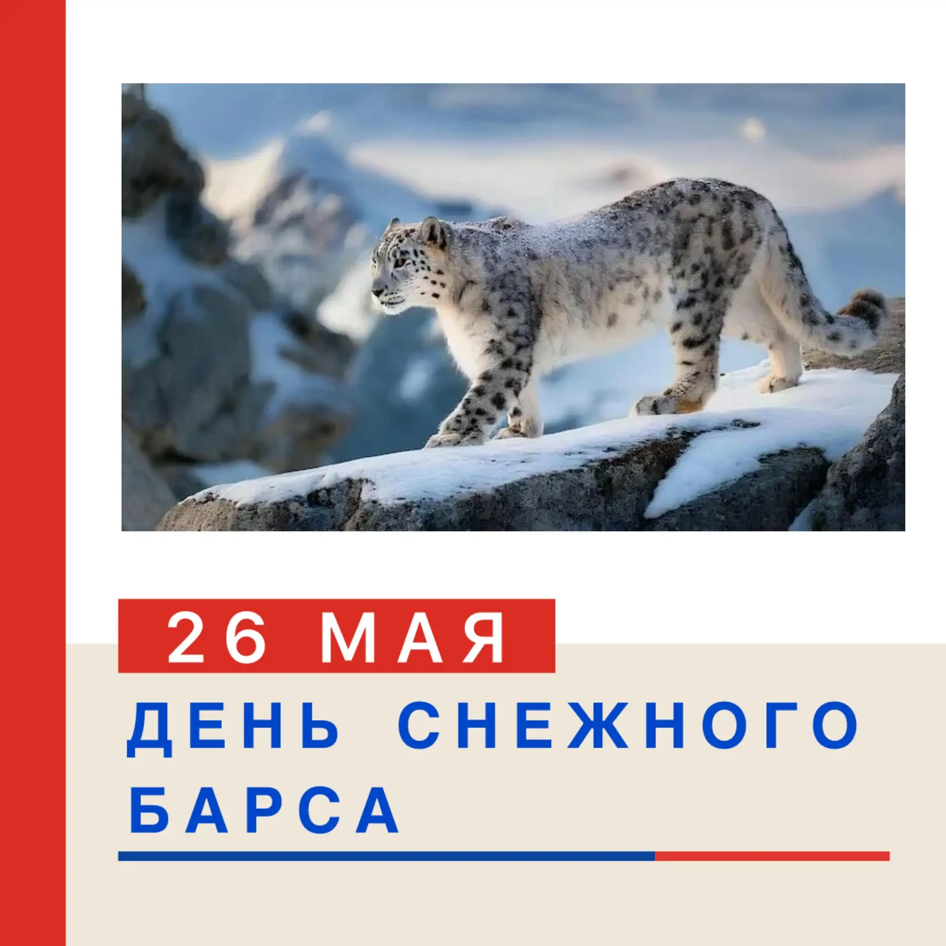 🏔✨ ДЕНЬ СНЕЖНОГО БАРСА (ИРБИСА) НА АЛТАЕ: ПРАЗДНИК В ЗАЩИТУ РЕДКОГО ХИЩНИКА! ✨🐆  🗓️ День снежного ба