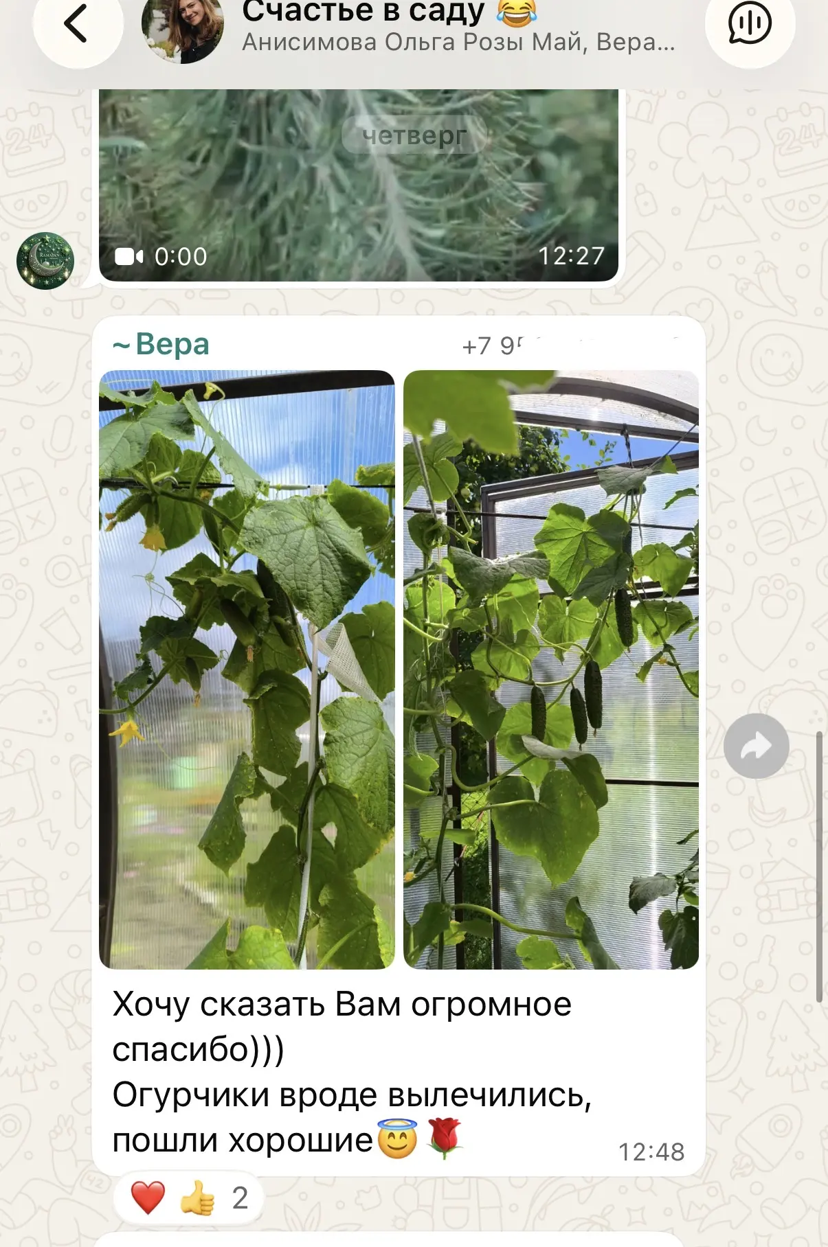 Возрождение огурцов, менее чем за 2 недели полное восстановление и шикарный урожай! Так...