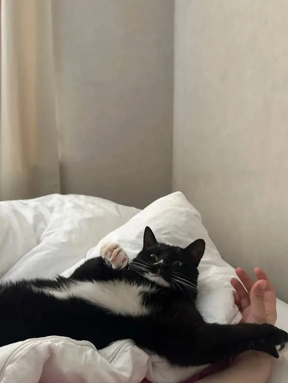 🥹 Помните кота, которого целую неделю спасали из гранитной «ловушки» на набережной Фон...